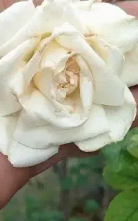 ارد سبوس دار
