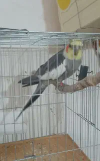 عروس هلندی سخنگو