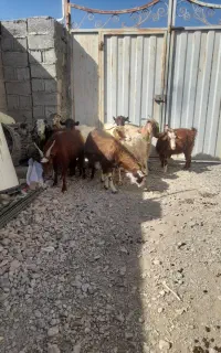 بز چاق محلی