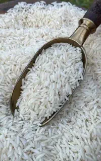 فروش بذر شالی بینام