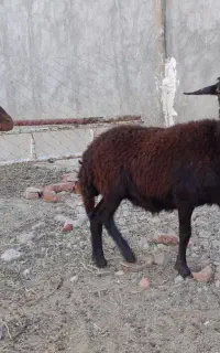 ۲ راس برماده افشار