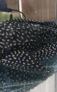 ماهی لجن خوار (کت فیش) اسپرت پلنگی ۳۵ سانت