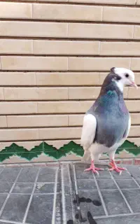 تلفون