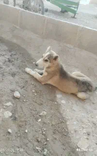 توله سگ گمشده
