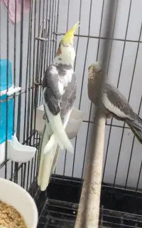 جوجه عروس