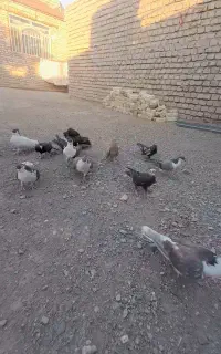 کبوتر