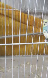 مرغ عشق