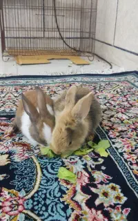 خرگوشک حرف گوش کن