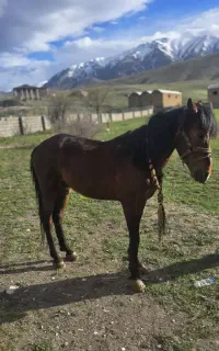 اسب نریان کرد ۵ساله