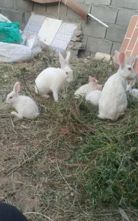 فروش ۵تا توله خرگوش سفید غذا خور