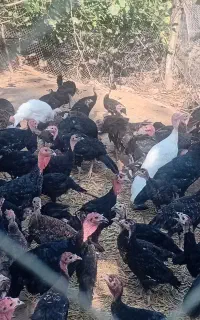 جوجه بوقلمون