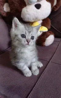 گربه بریتیش