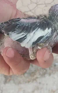 عروس سریلاکی و چند پرنده دیگر