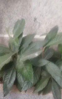 نهال ازگیل