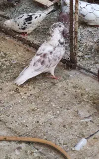 ۲ تا نر و ۴ تا ماده پرشی مایه
