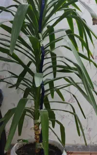 گل زیبا پربرگ و بزرگ