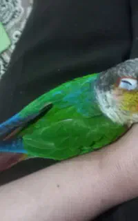 پرنده گم شده کرناچی کوچه ۱۰۳