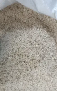 برنج فجر سوزنی