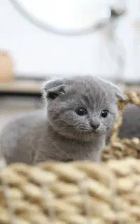 گربه اسکاتیش اصیل