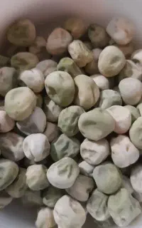 بذر نخود فرنگی پفکی ولف و آسکرو