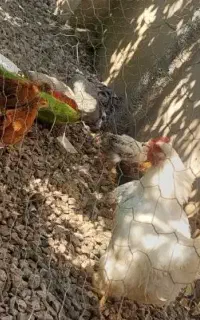 مرغ کرچ