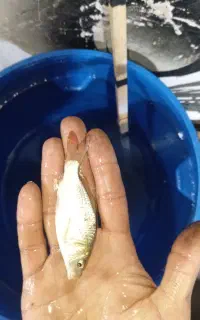 بچه ماهی مخصوص استخرهای زیره اب