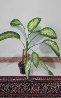 گل دیفن