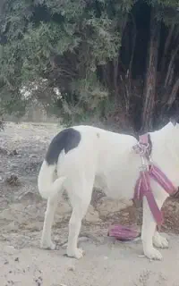 پت خونگی