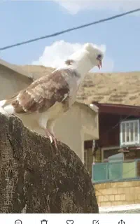 چهل عدد کفتر ساعتی بضمانت