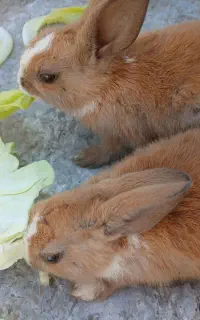 خرگوش
