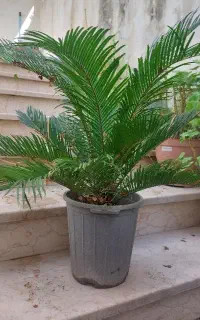 سیکاس