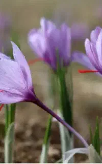 رعفران قائنات