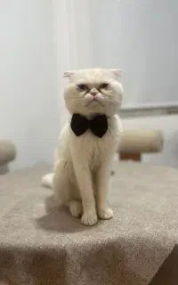 گربه اسکاتیش فولد