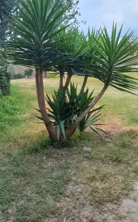 فروش گل یوگا