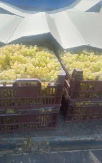 فروش انگور