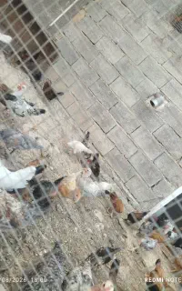 حیوانات مزرعه
