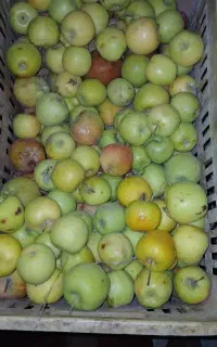 سیب مخصوص لواشک وسرکه