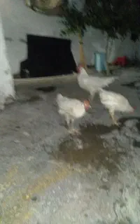 با سلام چهارتا جوجه رنگی بزرگ شدن ودو تا مرغ