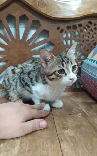 گربه