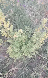 نیاز به مهندس کشاورزی برای یونجه