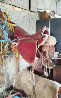 زین برنو نو و سالم