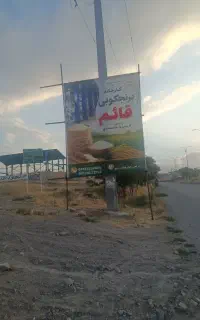 برنج کوبی قائم  تنها با ۳درصد