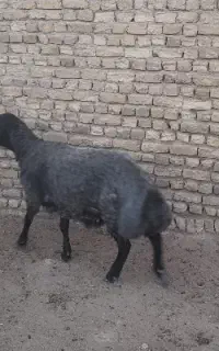 بره همو