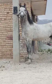 کشش سیلمی کرد