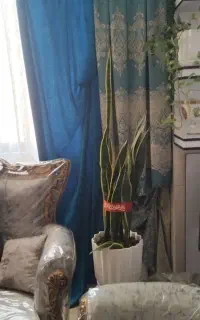 والان دوتیکه ی طرفه