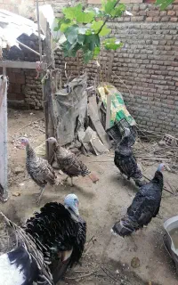 بوقلمون