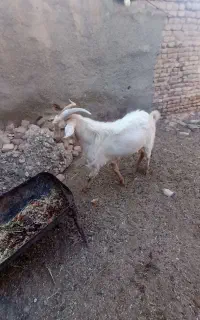 نر بز سانن بذری