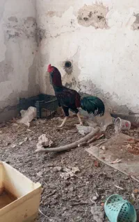 خروس لاری