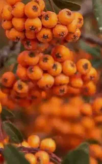 فروش دو عدد سیم کارت دائمی تک شماره