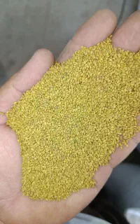 بذر قره یونجه درجه یک
